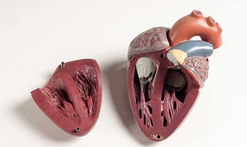 A teaching model of a heart opened up to show the chambers and valves inside